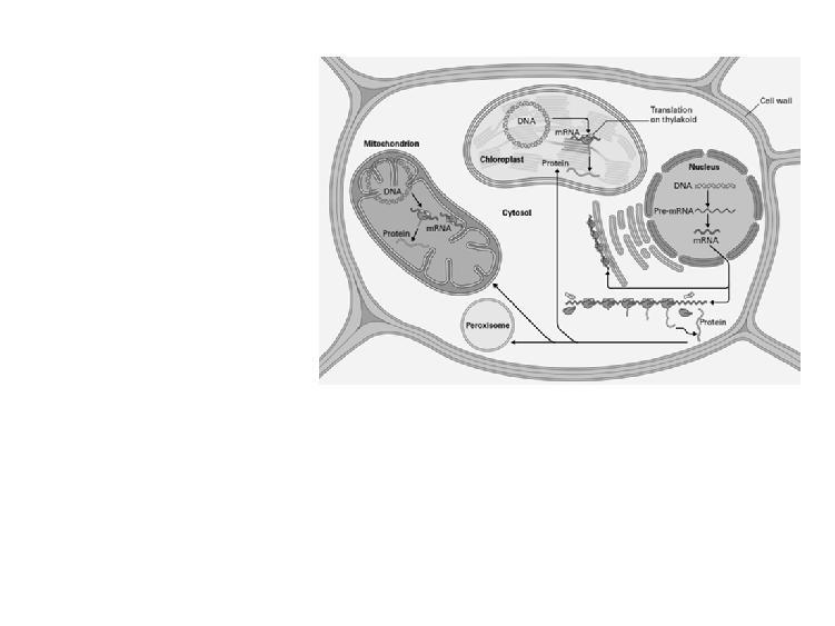 2. Site of Protein Synthesis In plants, translation (protein synthesis) occurs in three subcellular compartments (Fig. 10.