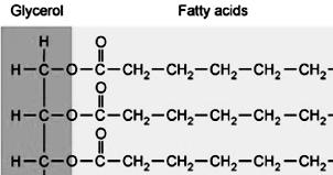 Lipids (Fats) Fats, oils, waxes, steroids Chiefly function in energy storage, protection, and insulation Contain