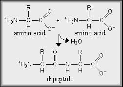 Dipeptide Formed from two amino acid subunits Formed by the process of Dehydration Synthesis amino acid + amino acid ----- dipeptide + water Peptide Bond This is a special bond found between the