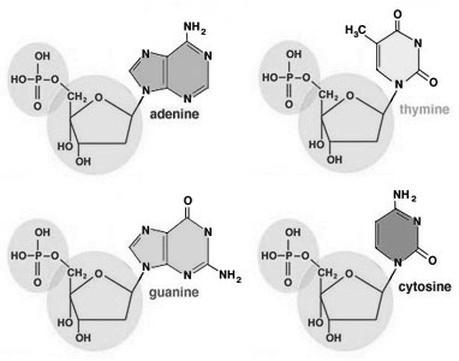 Nucleotides in DNA Just like amino acids, there are several different nucleotides.