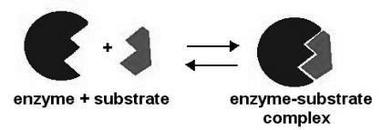 Enzymes and Enzyme Action Catalyst: inorganic or organic substance which speeds up the rate of a chemical reaction without entering the reaction itself Enzymes: organic catalysts made of protein Most