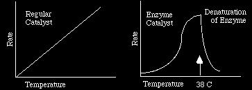 3. Concentrations of Enzyme and Substrate ** When there is a fixed amount of enzyme and an