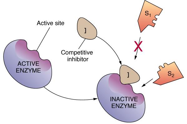 4) Molecules interacting with enzyme Competitive inhibitors: bind to active site block active site