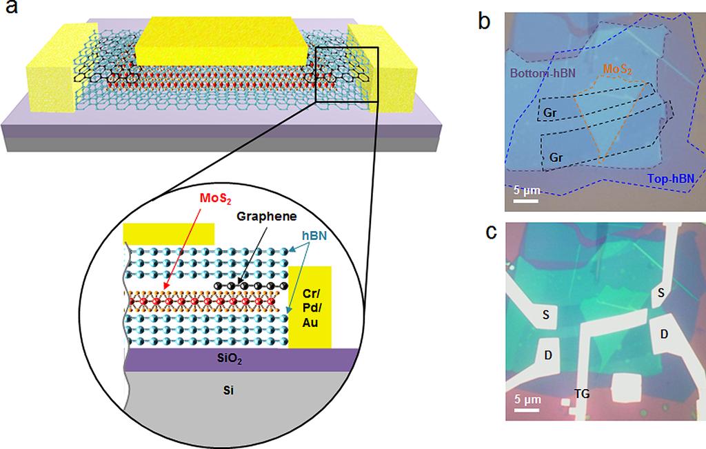 ARTICLE Figure 1. (a) Schematic of hbn-encapsulated MoS 2 field-effect transistor contacted with graphene electrodes.