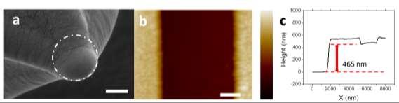 Supplementary Fig. S6: Non-contact AFM imaging of freestanding membrane. a, SEM image of the hemispherical tip. The white dash line was used to determine the radius of the tip. Scale bar: 200 nm.