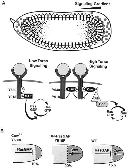 CSW and RasGAP Modulate Torso RTK Signaling 725 Figure 6. Torso-Dependent Signal Transduction (A) Torso-dependent signal transduction.