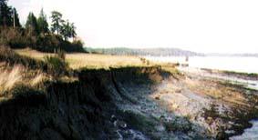 tsunami sands similar to coast Cultus Bay, S. Whidbey I. West Pt.