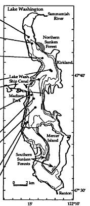 Washington Trees slid to lake bottom Ring- & carbon-dated ~900 AD Preserved by cold, low O2 water Landslides in Olympic Mts Blocked creeks to dam lakes Stumps of drowned trees Ring- & carbon-dated