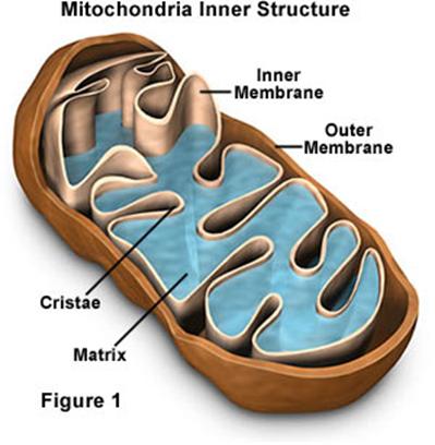 The Mitochondria Mitochondria have a double membrane The outer membrane is smooth The inner membrane is called the cristae which allows