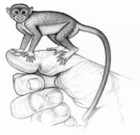 Primates die out New World monkeys evolve 50-30 mya Anthropoids evolve Specialized Adaptation General