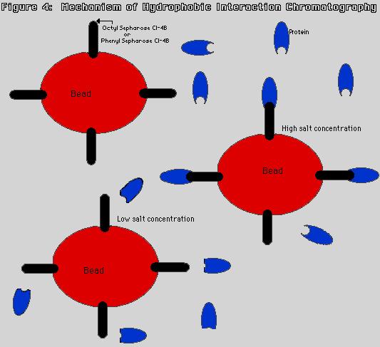3. Protein separation Separation on HIC matrices ( red bead) are usually done in aqueous salt solutions which generally are non denaturing.
