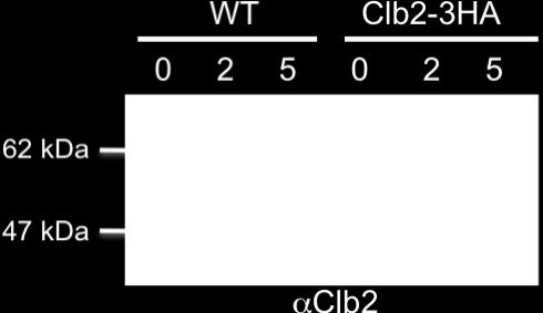 C-terminal HA tag was added to Clb2.