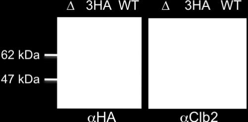 (B) Anti-HA antibody showed specificity to lower