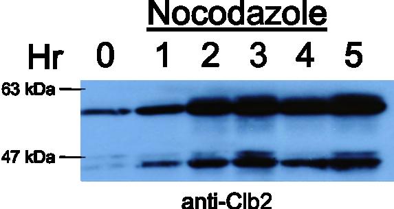 A. B. Fig. III-3: Time course with nocodazole treatment to arrest cells at metaphase.