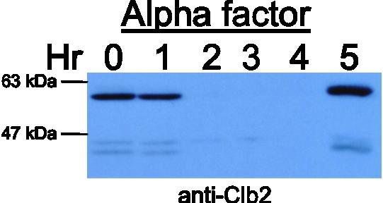 A. B. Fig. III-4: Time course with alpha-factor treatment to arrest cells in G1. (A) Anti-Clb2 western blot showing accumulation of full-length and truncated Clb2 for 5 hours after treatment.
