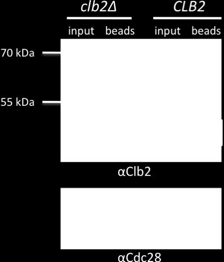 Crude protein was extracted from cells after 3 hours of treatment, and affinity purification was performed using agarose beads conjugated to Suc1.
