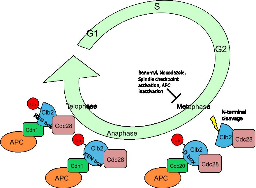 Fig. III-7: Model of Clb2 cleavage with respect to the cell cycle. Model showing when Clb2 is proposed to be cleaved, as well as when and how Clb2 is ubiquitinated.
