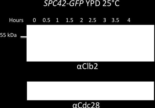Cells were then resuspended in YPD and grown at 25 C for 4