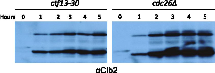 A. B. anti-clb2 1N 2N 1N 2N ctf13-30 cdc26 Fig.