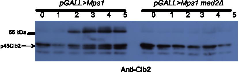 Fig. III-10: Ectopic activation of spindle checkpoint causes low levels of p45 Clb2 accumulation.