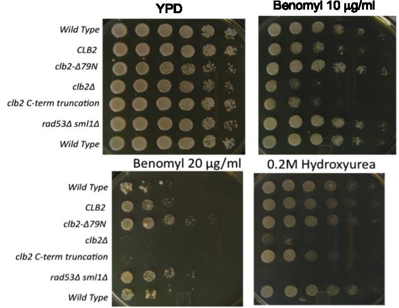 Fig. III-11: Cells expressing Clb2 lacking the first 79 amino acids are more resistant to benomyl. (Top left) clb2δ and clb2-δ79n growth was comparable and less than wild type on rich YPD media.