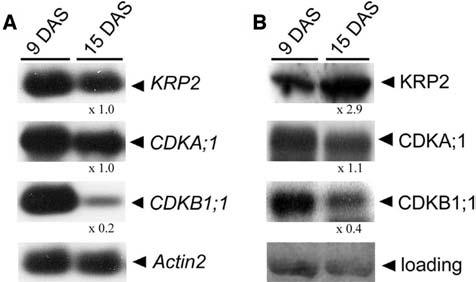 KRP2 Controls Endoreduplication Onset 1729 KRP Protein Abundance Is Regulated at the Posttranscriptional Level during Leaf Development To analyze the KRP2 mrna and protein levels during leaf