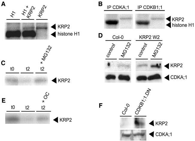1730 The Plant Cell Figure 8. CDK-Dependent Phosphorylation and Proteasome-Mediated Degradation of KRP2. (A) KRP2 phosphorylation by CDKs.