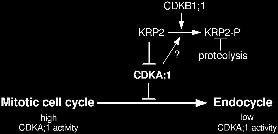 KRP2 Controls Endoreduplication Onset 1731 Figure 9. Model Illustrating the Role of CDK Activity in Controlling the Onset of Endoreduplication. For details, see text.