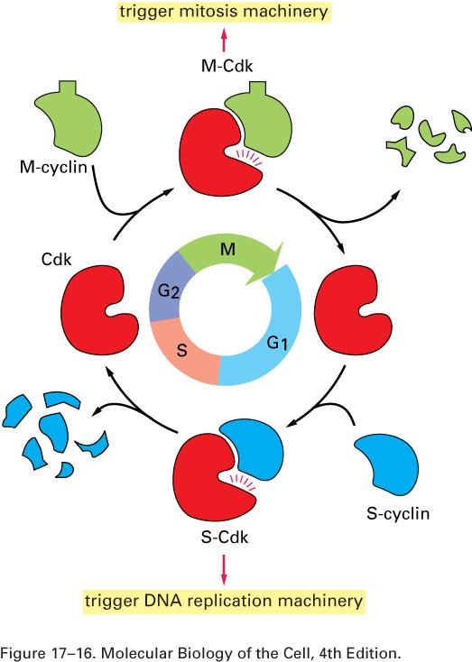 Protein Kinases Regulate Cell Cycle Progression Cyclin dependent kinases (cdks) are the critical regulators Kinase activity rises and falls during the cell cycle Phosphorylation of intracellular