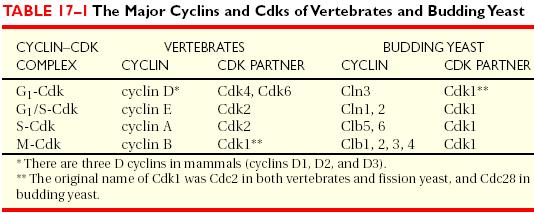 Cyclins: Conserved Activators of Cyclin Dependent Kinases Four classes of cyclins in higher eukaryotes Cyclin D G1-Cdk Commit cells to DNA replication Cyclin