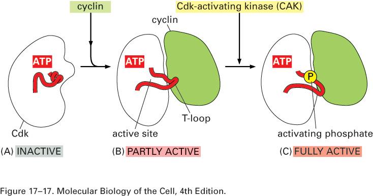 Post Translational Control of CDK Activity: Activation Activation Cyclin binding Partial activation