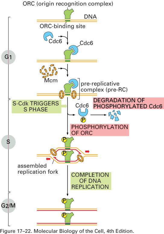 Control of DNA Synthesis by S-CDKs Initiation of DNA replication Cdc6 binds to ORC and recruits Mcm proteins to form the pre-rc Essential for initiation but not for ongoing DNA synthesis S-Cdk