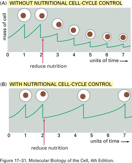 Why Cell Cycle Control Why was a cell cycle selected for?