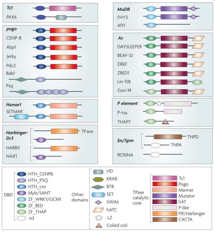 DNA-binding proteins and transcription factors derived from