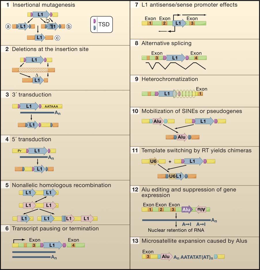 How Retrotransposons Affect the Cell