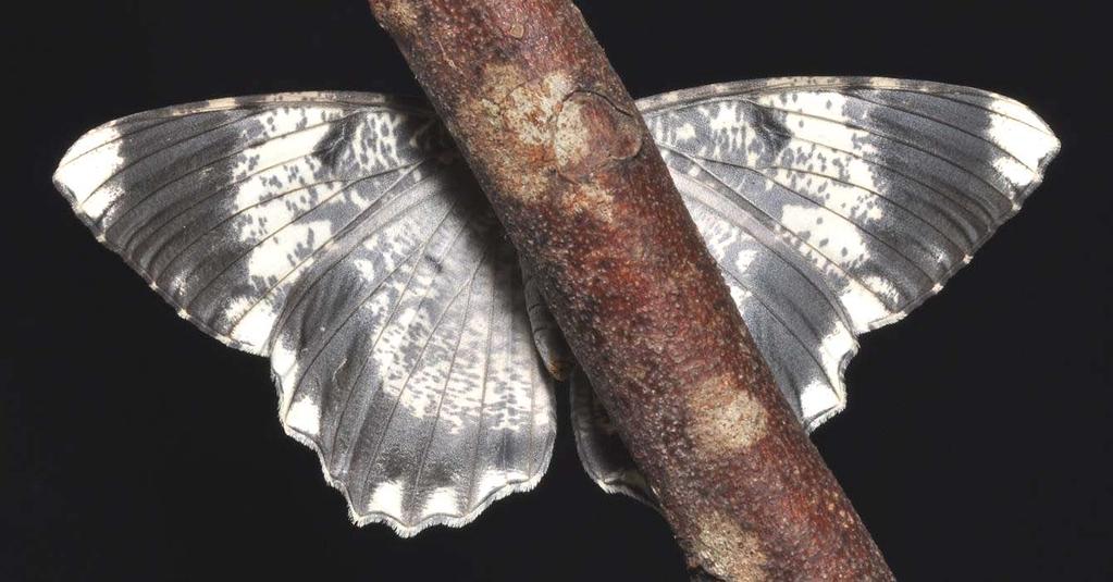 NATURE IN SINGAPORE 2009 Fig. 6. Ventral view of freshly emerged female (ZRC.LEP.159).