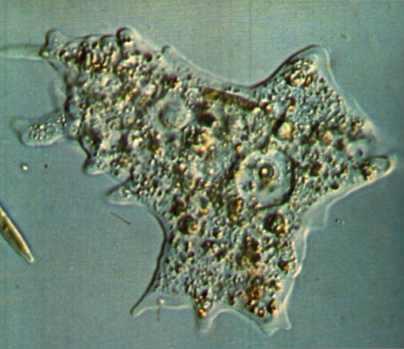 KINGDOM PROTISTA: Protozoan (Animal-like) Eukaryotic No