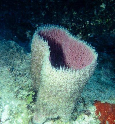 KINGDOM ANIMALIA : Sea sponge Eukaryotic No cell wall