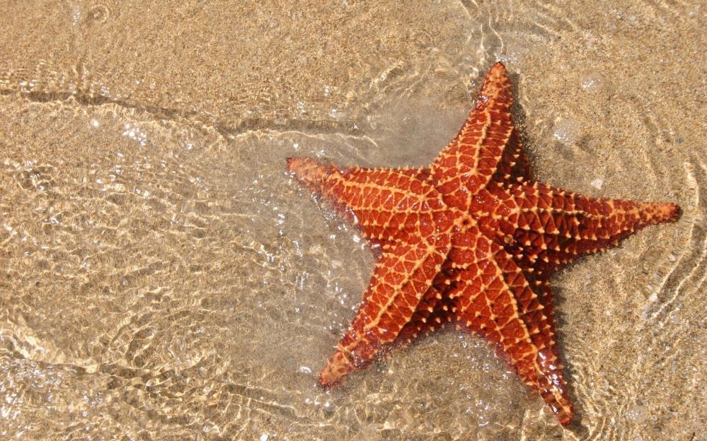 KINGDOM ANIMALIA : Starfish Eukaryotic No cell wall