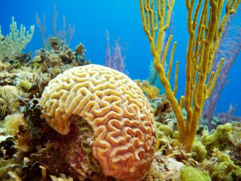 KINGDOM ANIMALIA : Coral Eukaryotic Mobile No cell