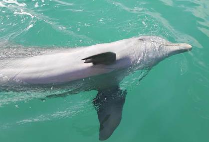KINGDOM ANIMALIA : Dolphin Eukaryotic Chordate No cell wall
