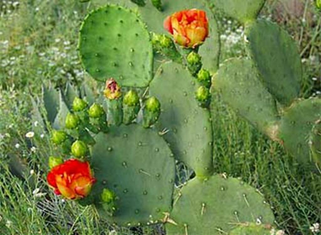 KINGDOM PLANTAE : Prickly Pear Cactus Eukaryotic Cellulose in cell