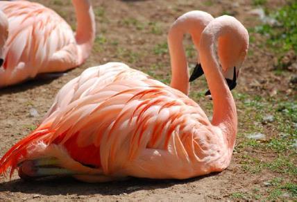 KINGDOM ANIMALIA : Flamingo Eukaryotic Chordate No cell wall