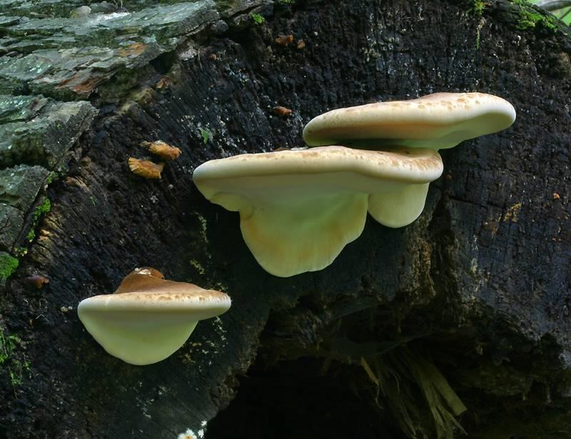 KINGDOM FUNGI : Shelf Fungus Eukaryotic Heterotroph