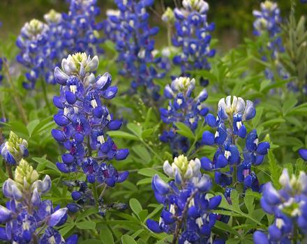 KINGDOM PLANTAE : Bluebonnet Eukaryotic Cellulose in cell wall