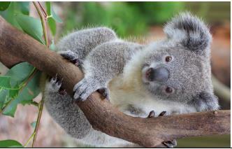 KINGDOM ANIMALIA : Koala Eukaryotic No cell wall
