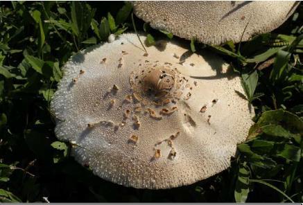KINGDOM FUNGI : Mushroom Eukaryotic Heterotroph