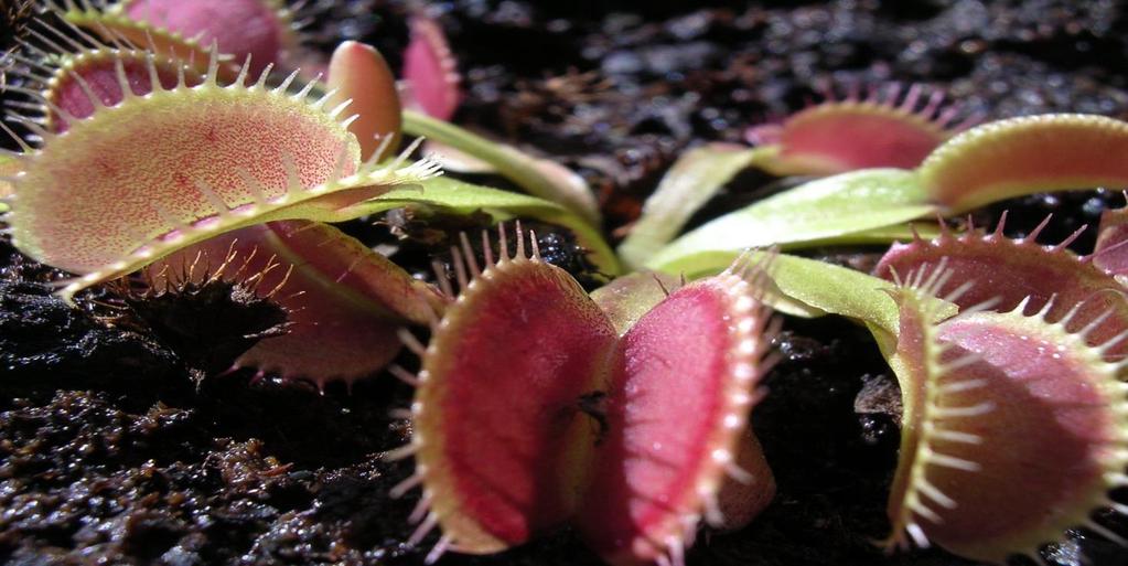 KINGDOM PLANTAE : Venus Fly Trap Eukaryotic Cellulose in cell wall Multicellular