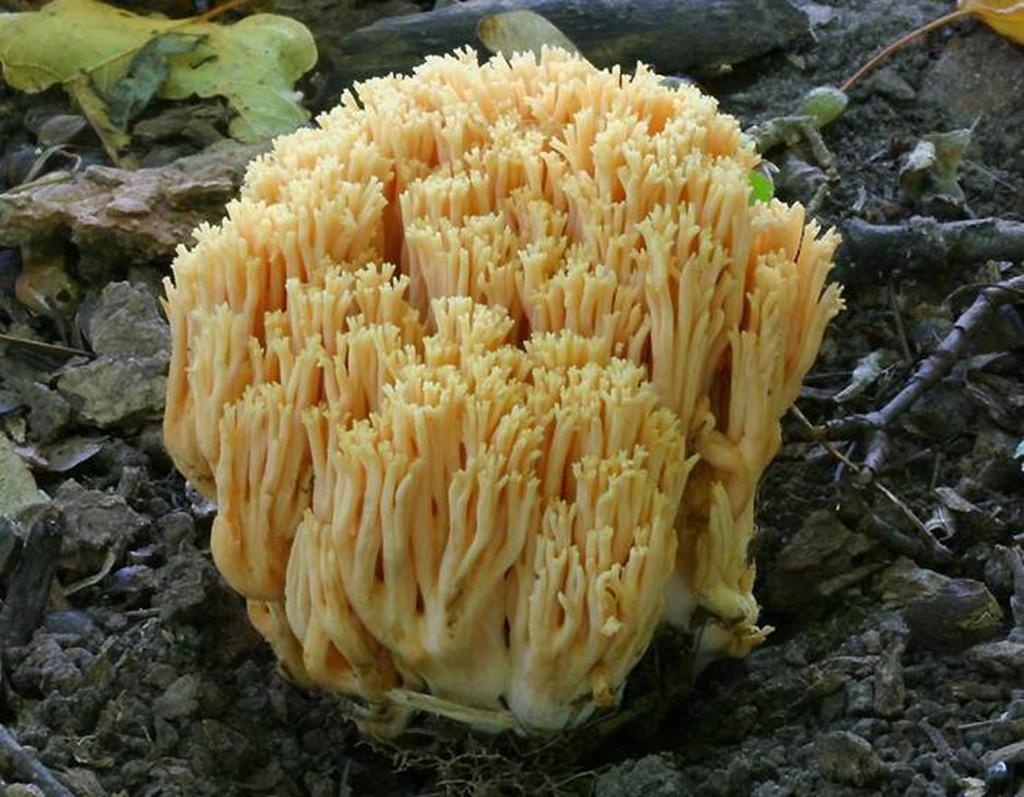 KINGDOM FUNGI : Coral Fungus Eukaryotic Heterotroph