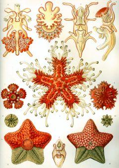 Every starfish is contractible 13 Asteroidea